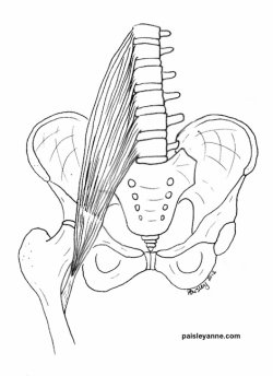 psoas_front_view_drawing